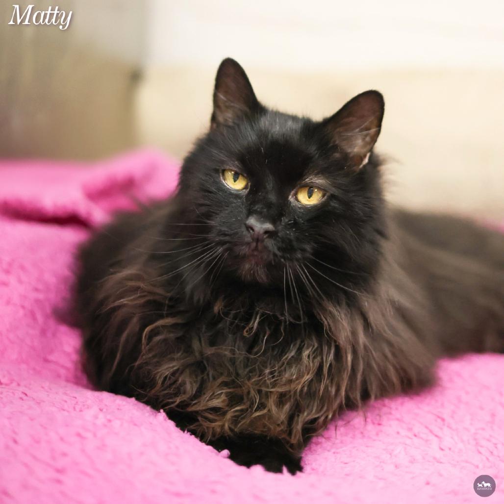 Enlarge Matty, a Adoptable Domestic Long Hair in Hopkinton, MA image 1/4