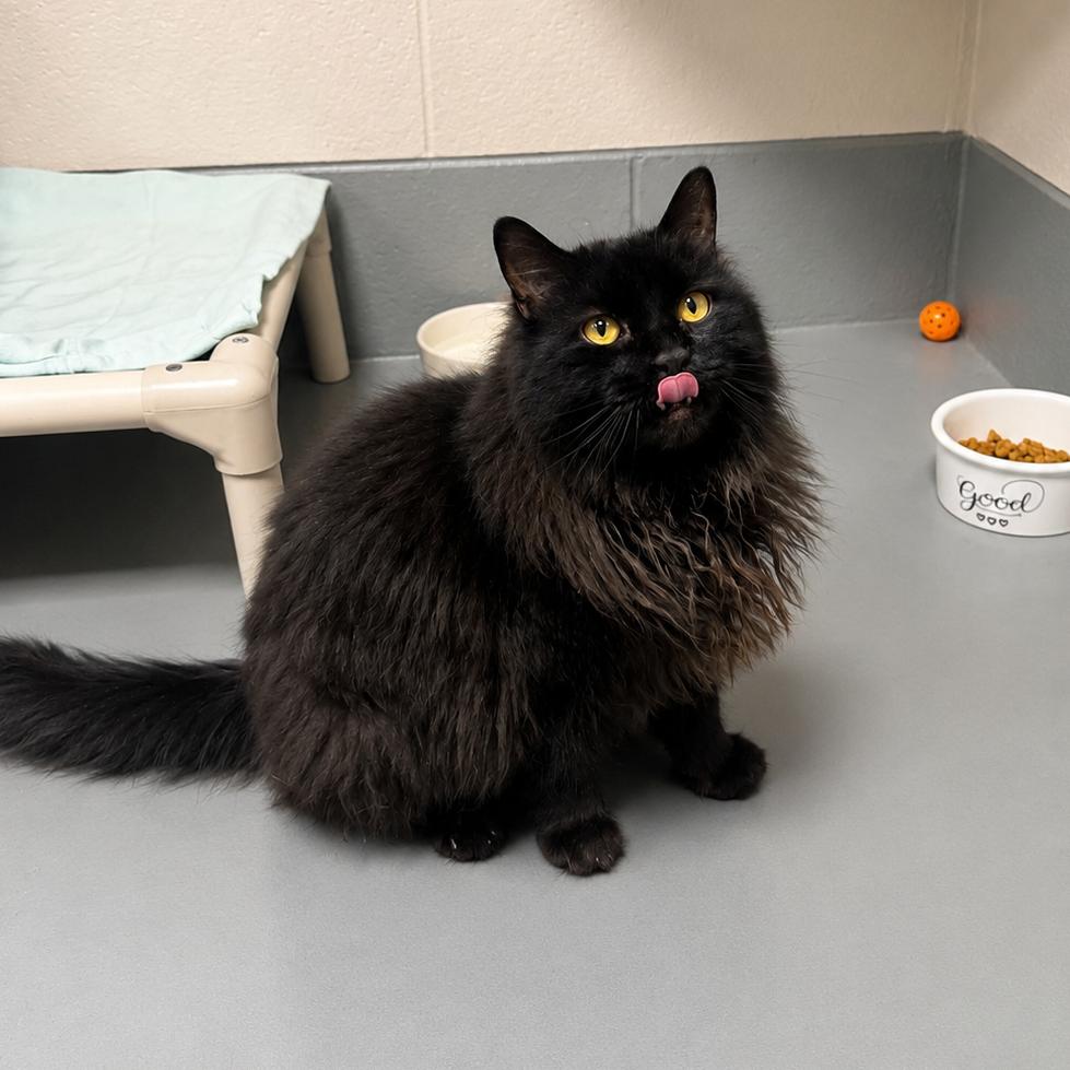 Enlarge Matty, a Adoptable Domestic Long Hair in Hopkinton, MA image 2/4