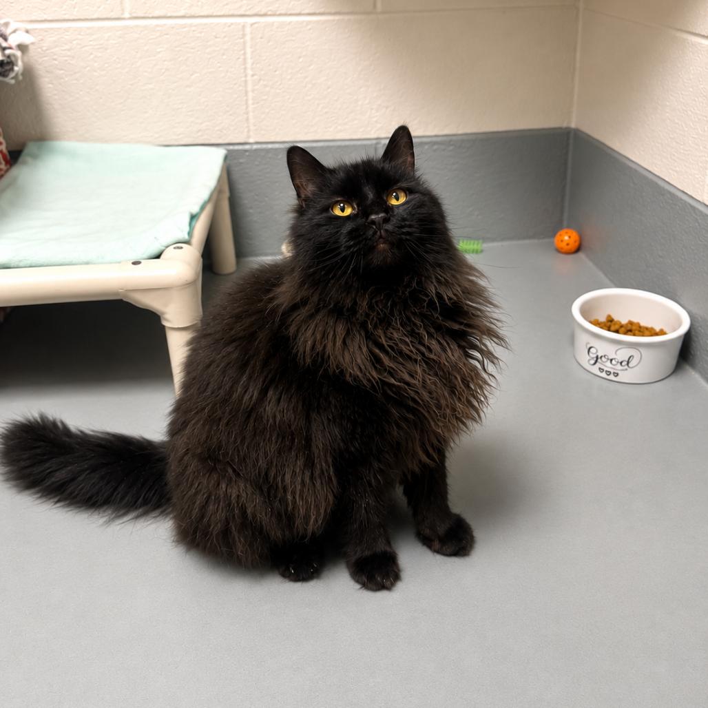 Enlarge Matty, a Adoptable Domestic Long Hair in Hopkinton, MA image 3/4