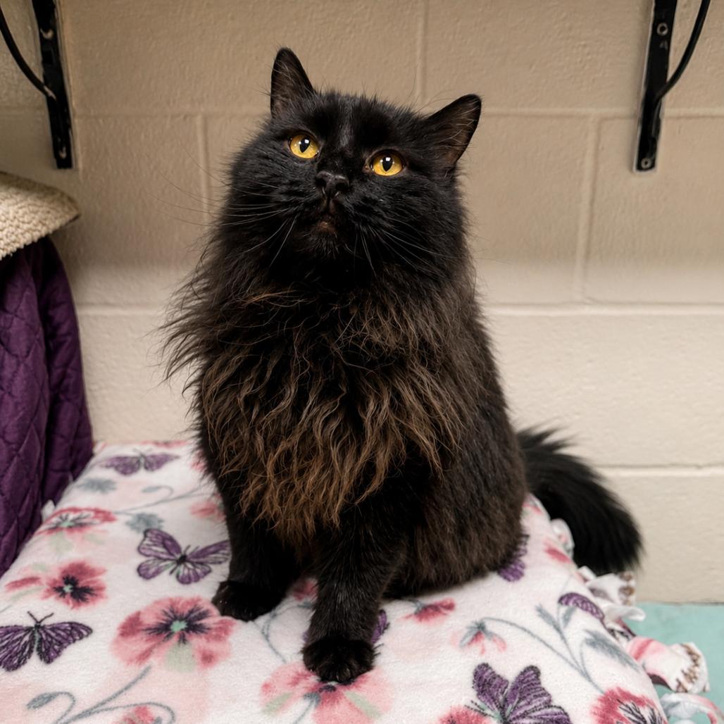 Enlarge Matty, a Adoptable Domestic Long Hair in Hopkinton, MA image 4/4