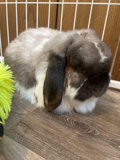 Arlo, ADOPTABLE, Adult Male Mini Lop.