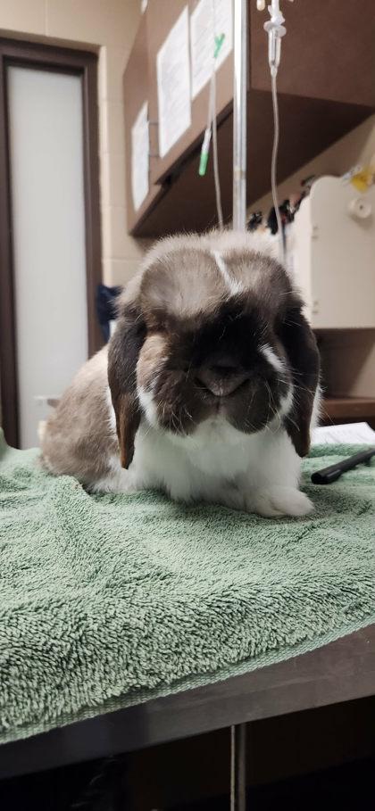 Enlarge Arlo, a ADOPTABLE mixed breed in Appleton, WI image 2/3