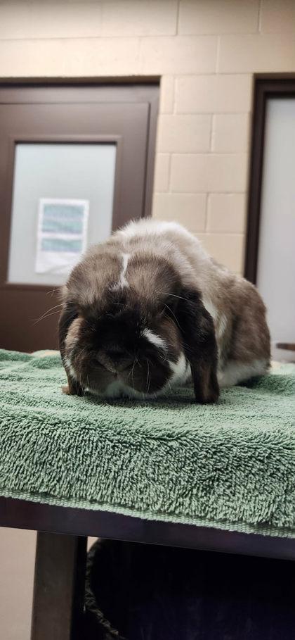 Enlarge Arlo, a ADOPTABLE mixed breed in Appleton, WI image 3/3