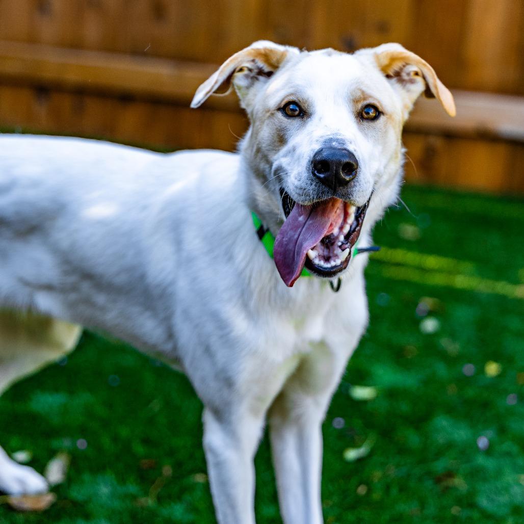 Dexter, Adoptable, Young Male Great Pyrenees & Labrador Retriever.