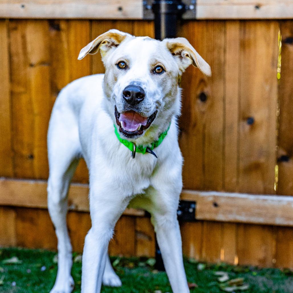 Enlarge Dexter, a Adoptable mixed breed in Naperville, IL image 2/4
