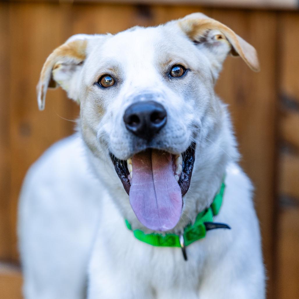 Enlarge Dexter, a Adoptable mixed breed in Naperville, IL image 3/4