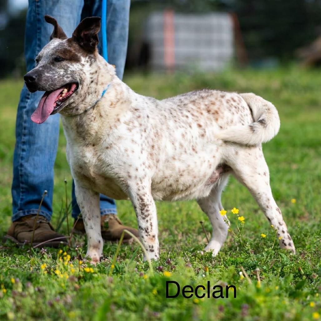 Declan, Adoptable, Adult Male Catahoula Leopard Dog & Mixed Breed.