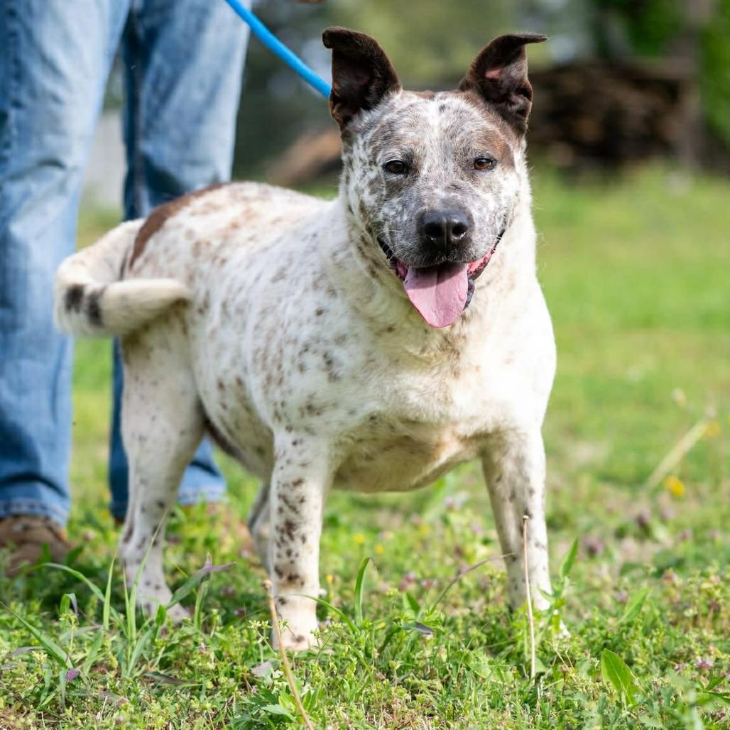 Enlarge Declan, a Adoptable mixed breed in Bartlett, TN image 2/2