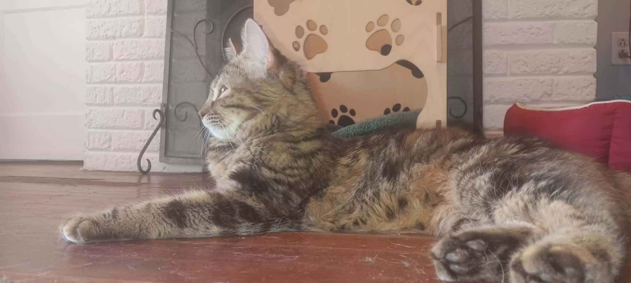 Izzy-kat, Adoptable, Young Female Maine Coon.