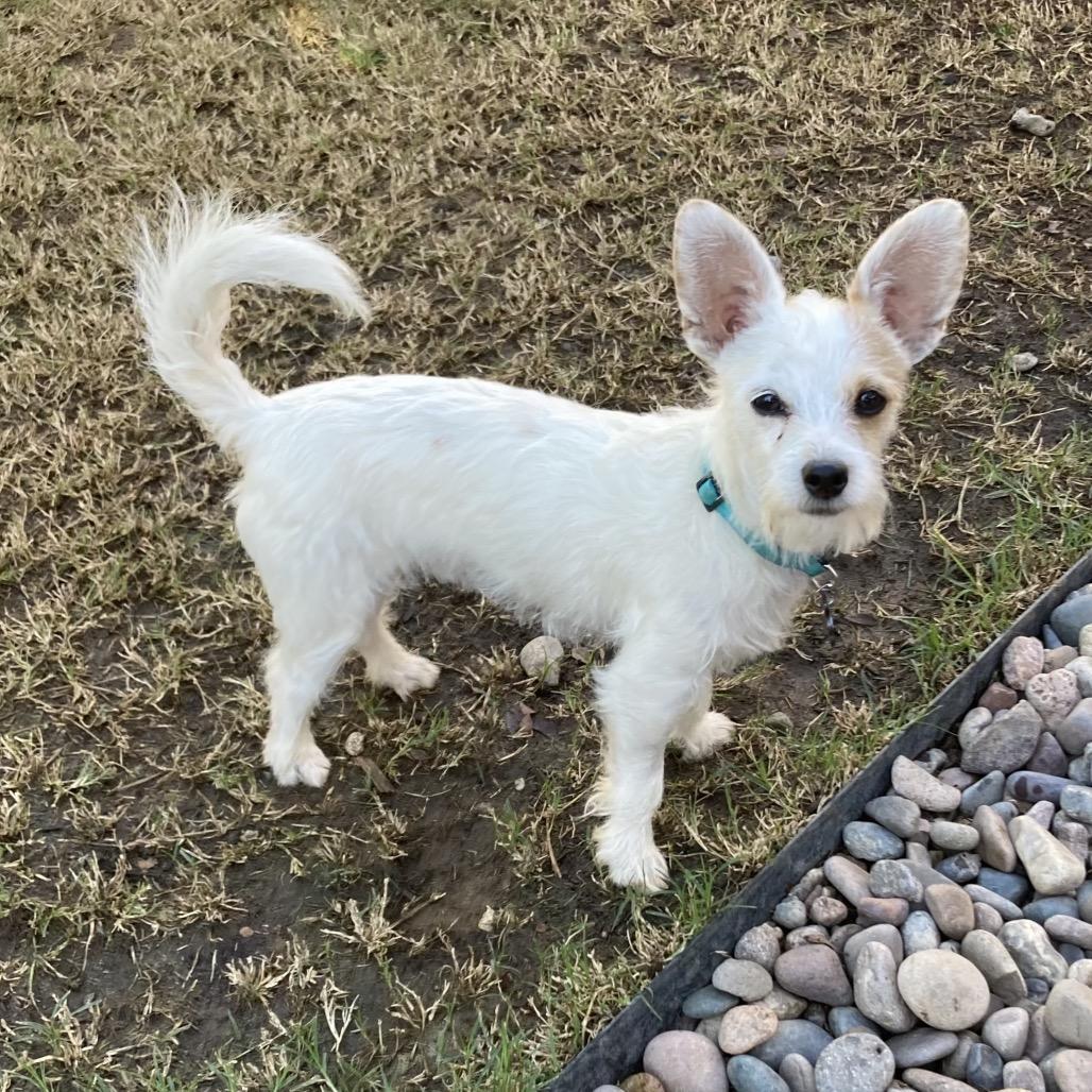 Enlarge Franco/Courtesy Post, a Adoptable mixed breed in Long Beach, CA image 1/3