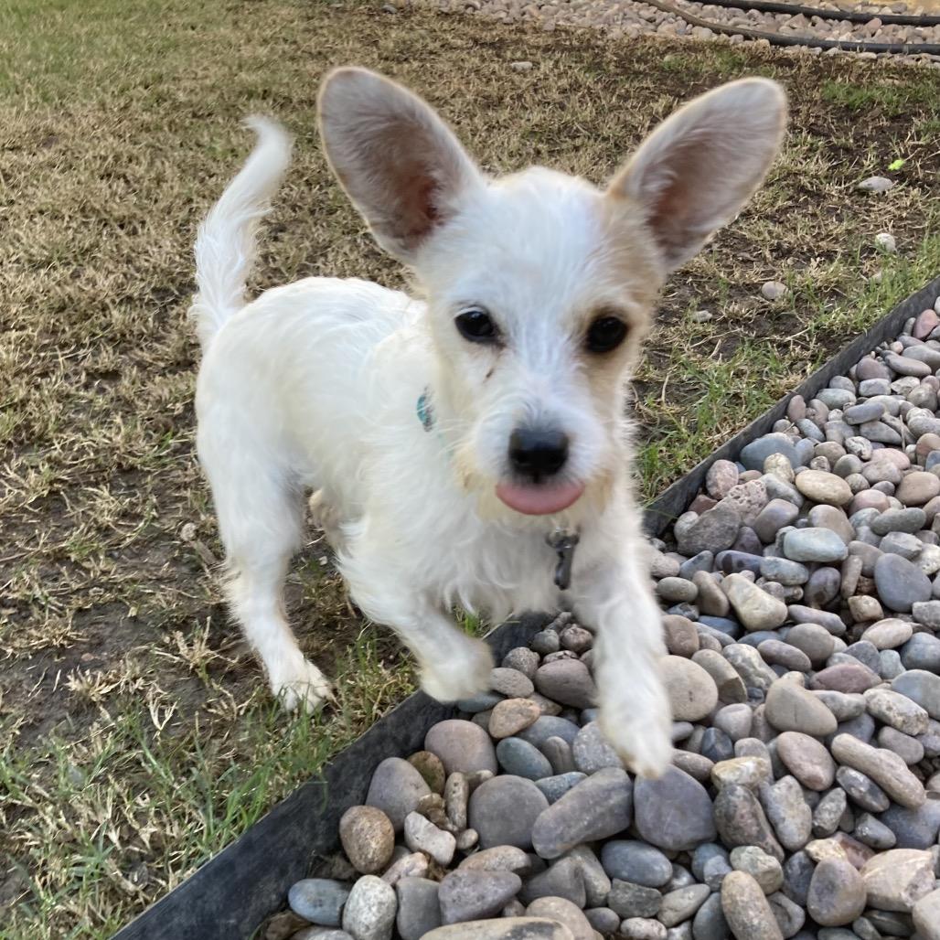 Enlarge Franco/Courtesy Post, a Adoptable mixed breed in Long Beach, CA image 2/3