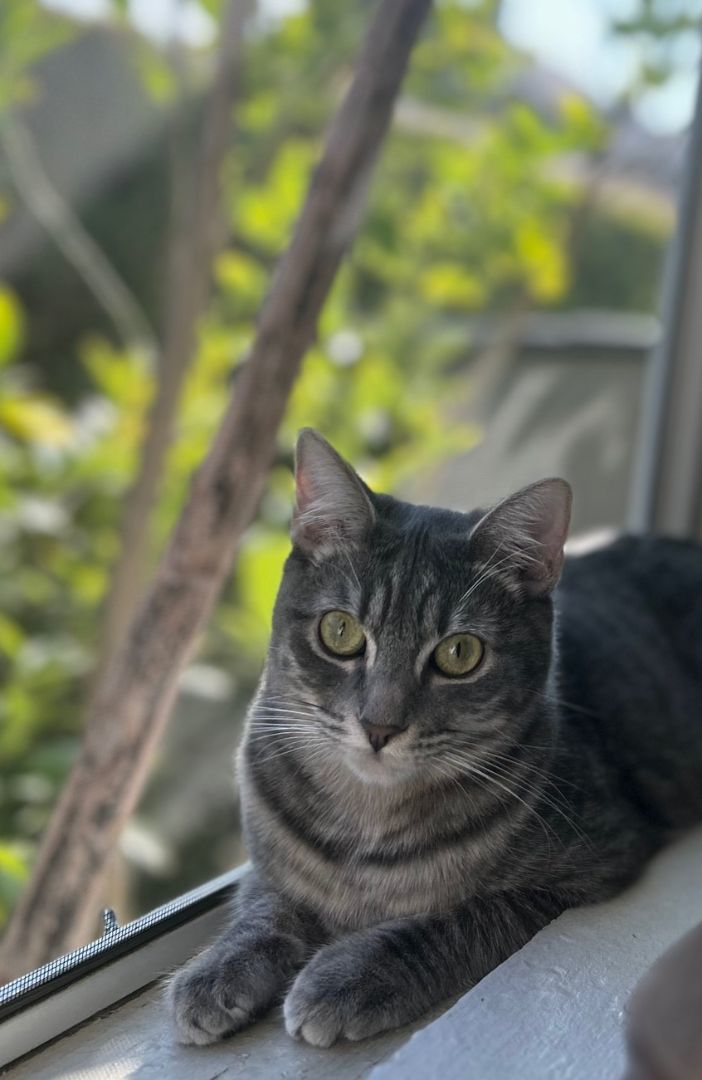 Jelly Bean, Adoptable, Young Female Domestic Medium Hair.