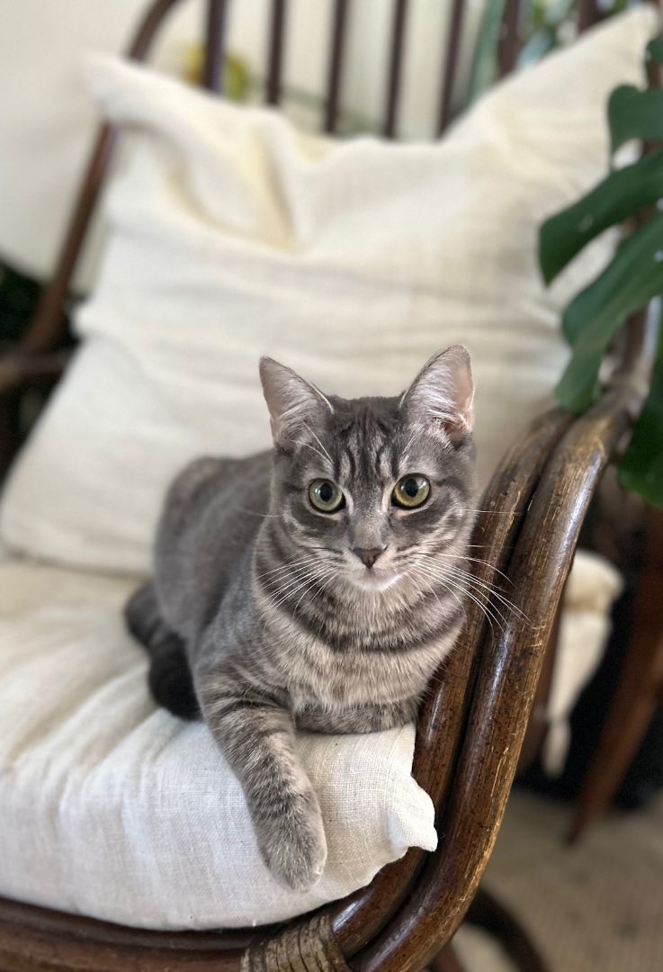 Jelly Bean, a Adoptable Domestic Medium Hair in Pasadena, CA image 2/4