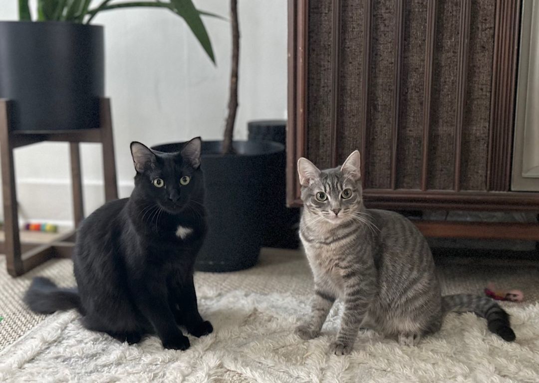 Jelly Bean, a Adoptable Domestic Medium Hair in Pasadena, CA image 3/4