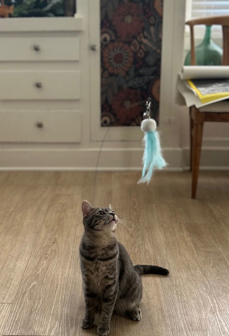 Jelly Bean, a Adoptable Domestic Medium Hair in Pasadena, CA image 4/4