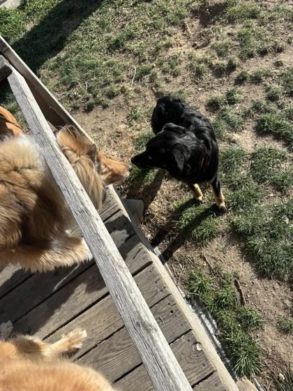 Enlarge Willow, a ADOPTABLE mixed breed in Hamilton, MT image 4/6
