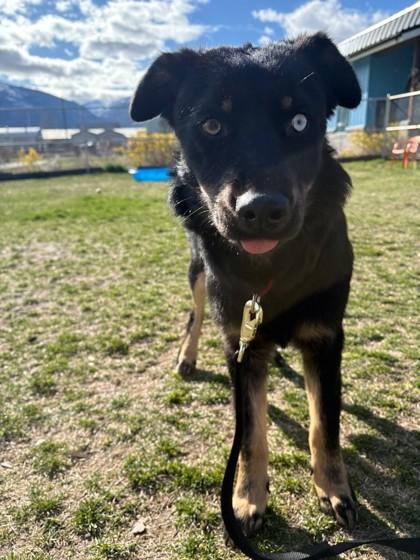 Enlarge Willow, a ADOPTABLE mixed breed in Hamilton, MT image 1/6