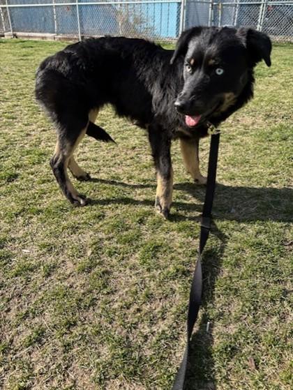 Enlarge Willow, a ADOPTABLE mixed breed in Hamilton, MT image 3/6