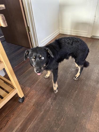 Enlarge Willow, a ADOPTABLE mixed breed in Hamilton, MT image 5/6