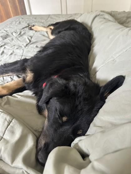 Enlarge Willow, a ADOPTABLE mixed breed in Hamilton, MT image 6/6