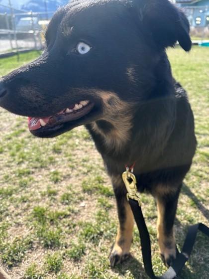 Enlarge Willow, a ADOPTABLE mixed breed in Hamilton, MT image 2/6