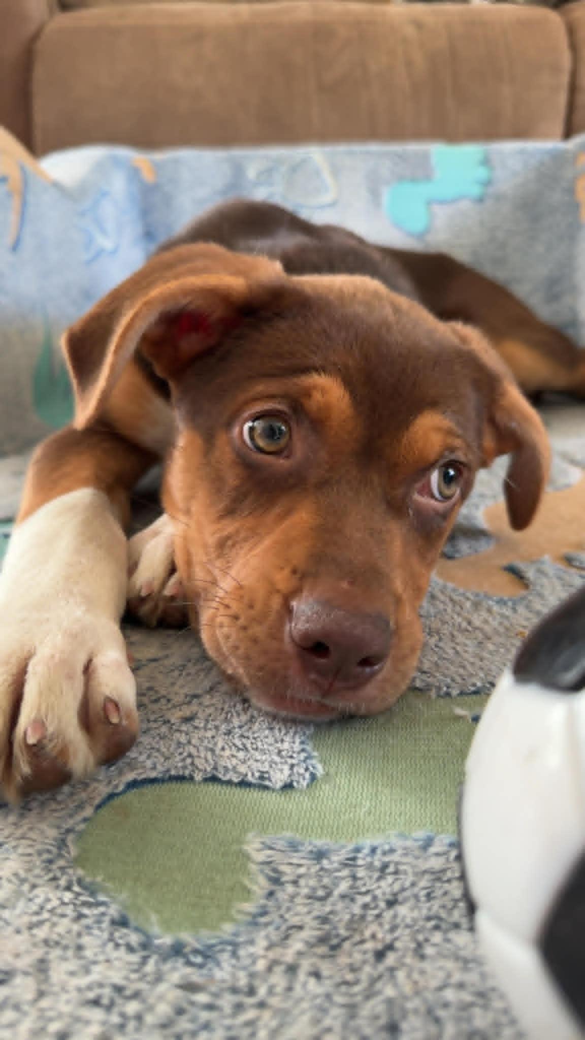 Sedona, a ADOPTABLE Mixed Breed in Kenosha, WI image 4/4