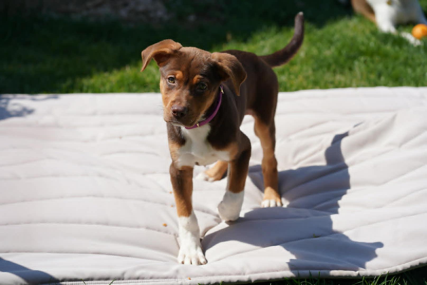 Sedona, a ADOPTABLE Mixed Breed in Kenosha, WI image 3/4