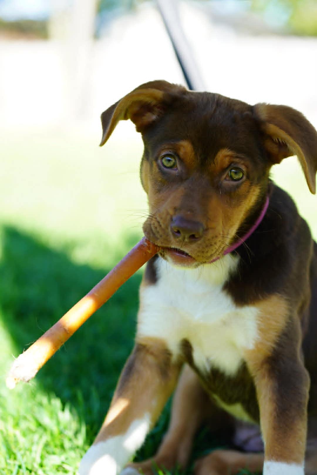 Sedona, ADOPTABLE, Young Female Mixed Breed.