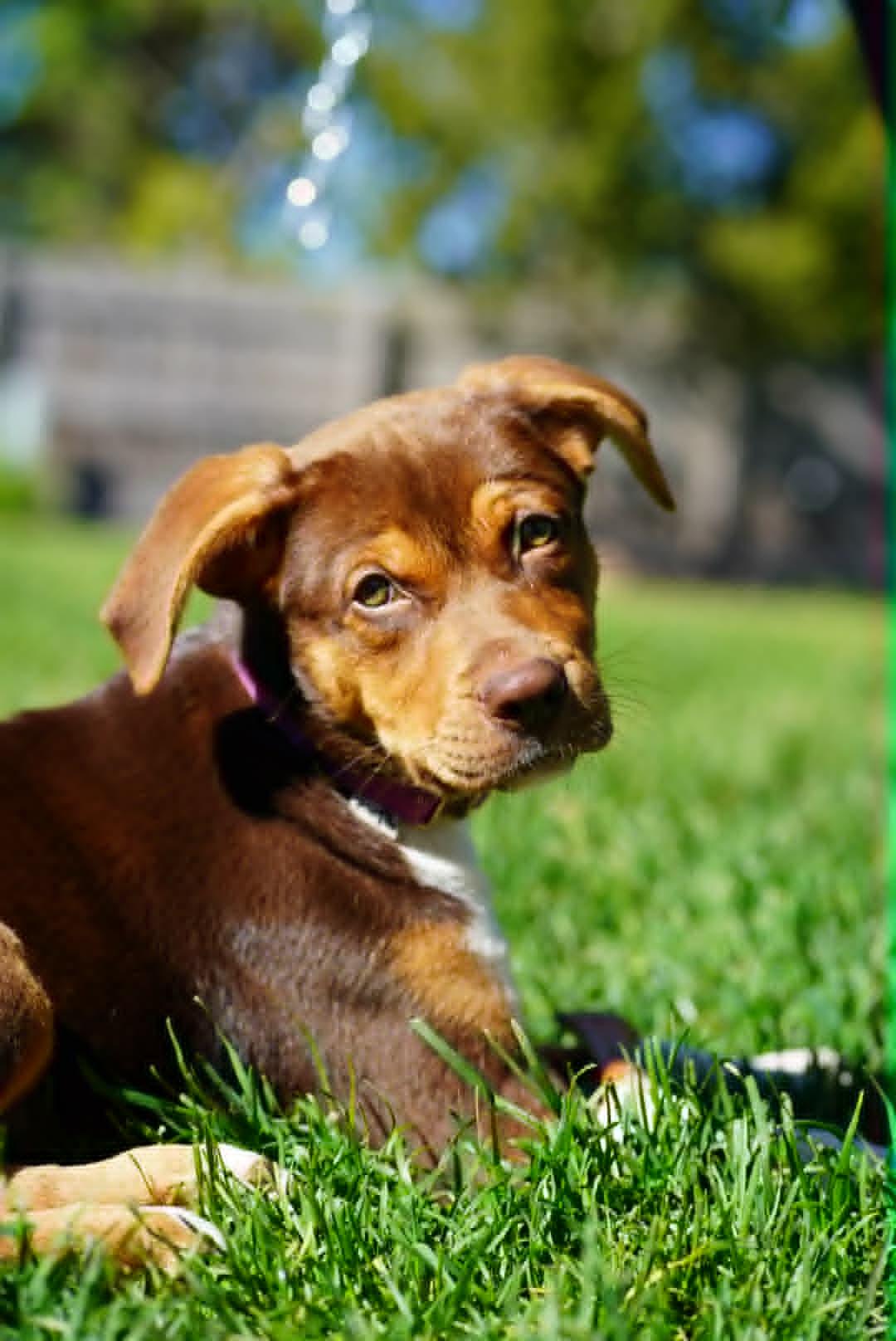 Sedona, a ADOPTABLE Mixed Breed in Kenosha, WI image 2/4