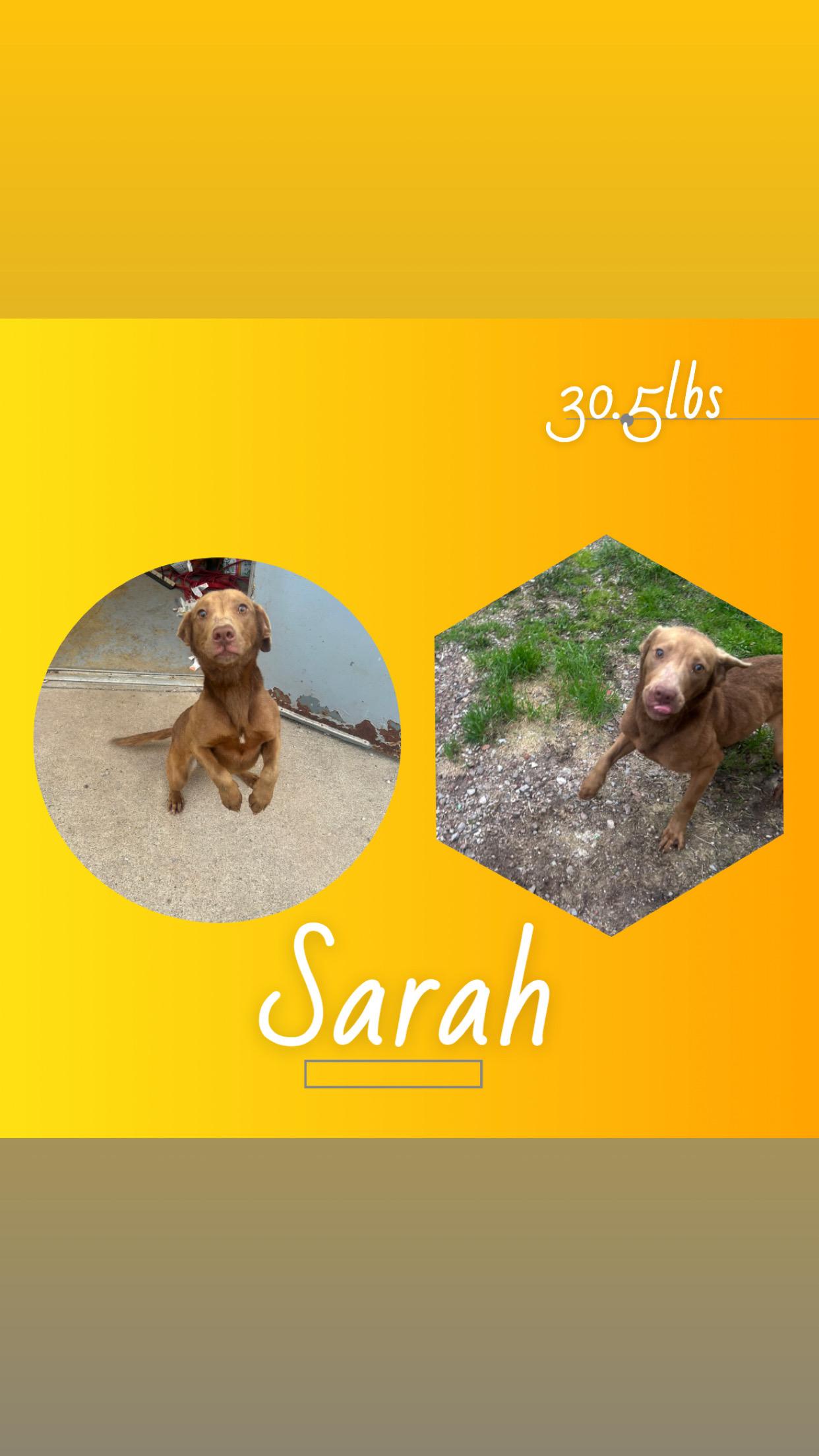 Sarah, ADOPTABLE, Young Female Labrador Retriever & Beagle.