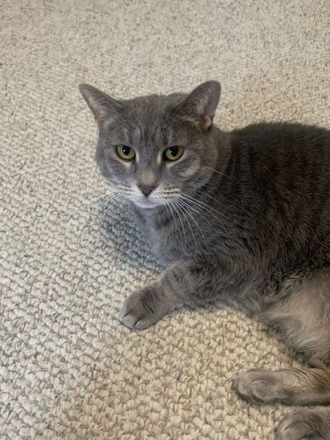 お礼や感謝伝えるプチギフト a (Freda), Mom Banner - adoption for Cat Domestic Hair Short テープ・マスキングテープ
