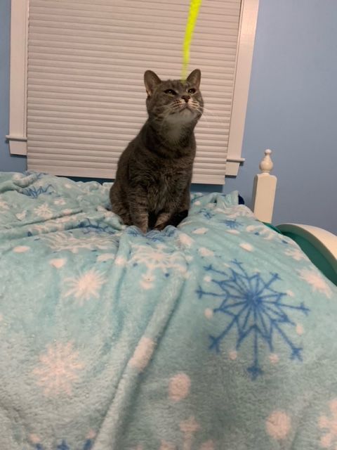 Banner Mom (Freda), a Adoptable Domestic Short Hair in Plainville, MA image 1/10
