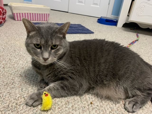 Banner Mom (Freda), a Adoptable Domestic Short Hair in Plainville, MA image 2/10