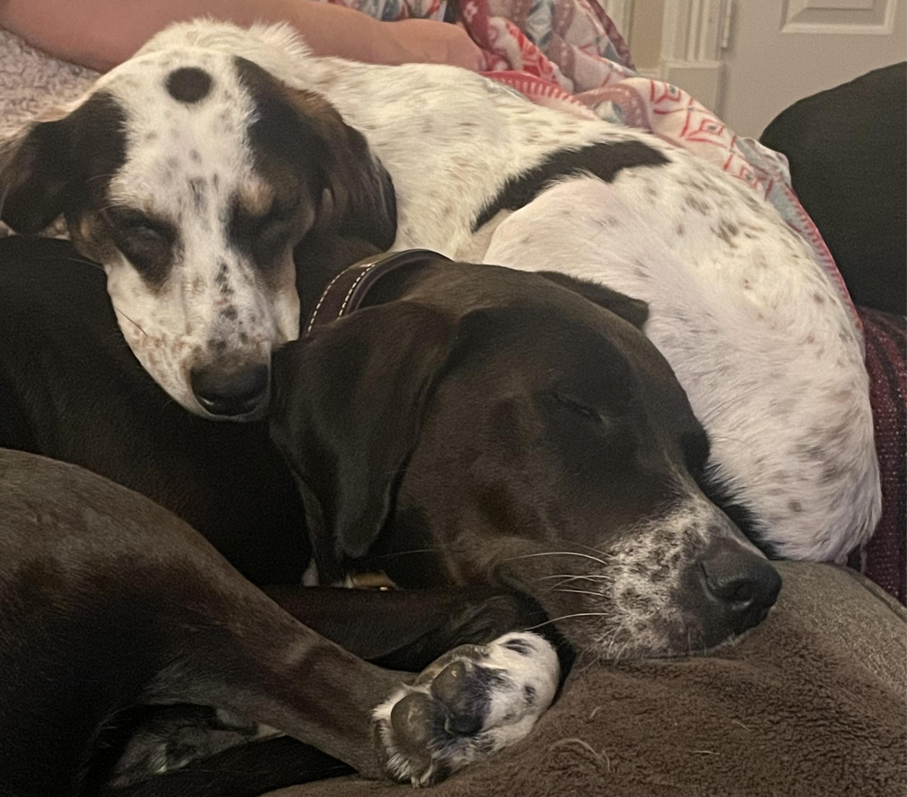 Enlarge Alvin, a Adoptable mixed breed in Manassas, VA image 3/5