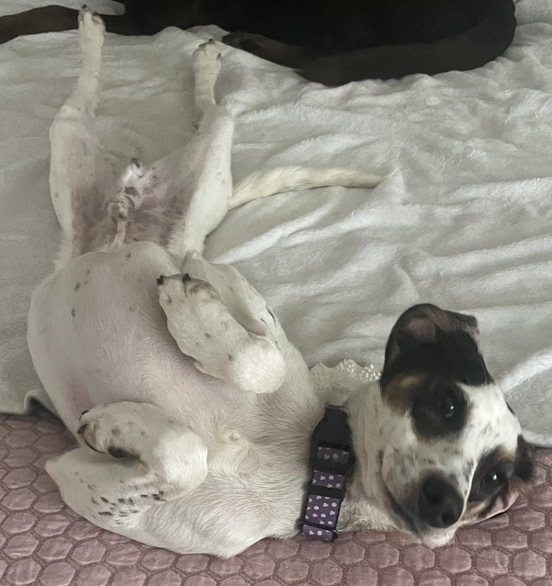 Enlarge Alvin, a Adoptable mixed breed in Manassas, VA image 2/5