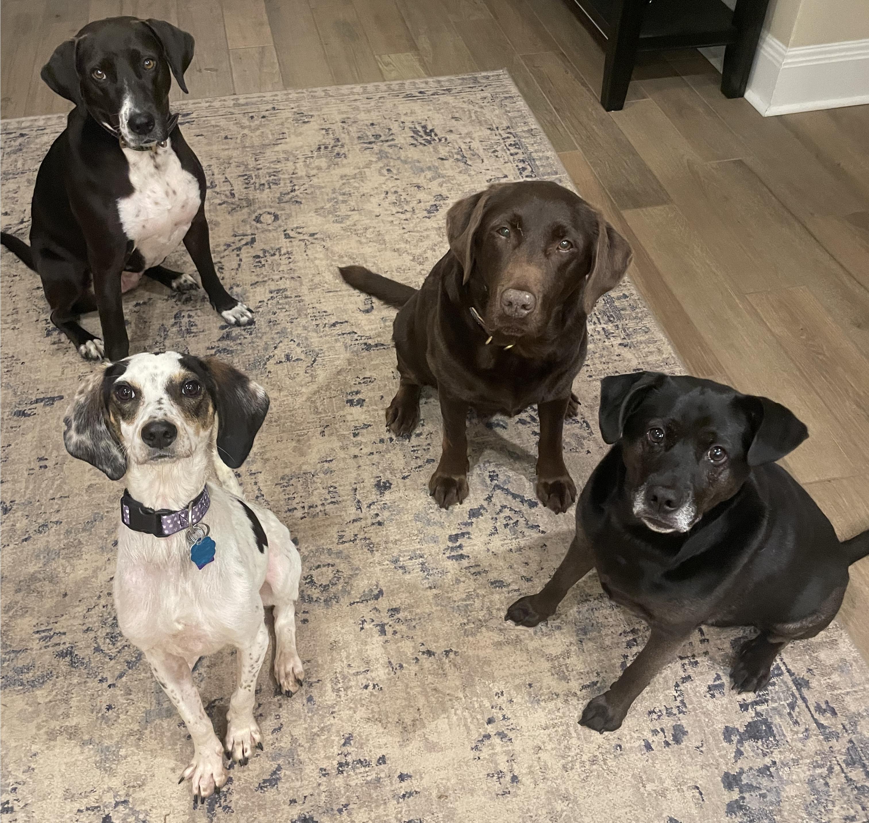 Enlarge Alvin, a Adoptable mixed breed in Manassas, VA image 5/5