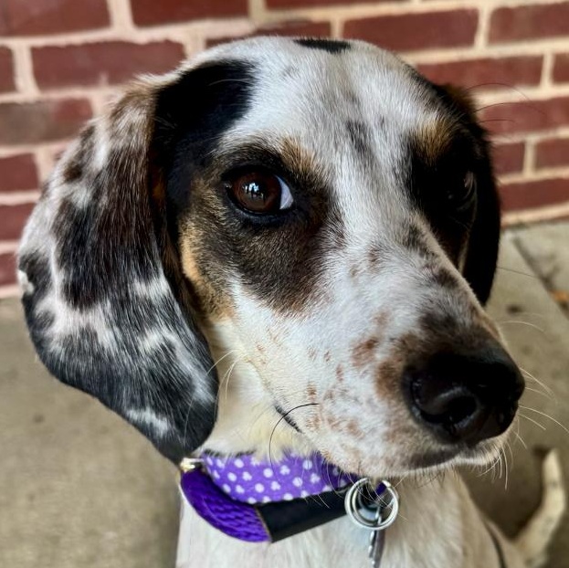 Alvin, Adoptable, Adult Male Beagle.