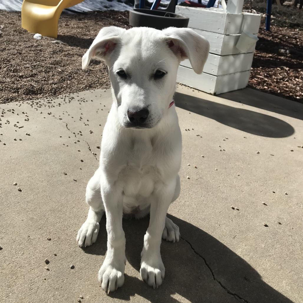 Lucy, a Adoptable mixed breed in Colorado Springs, CO image 1/5