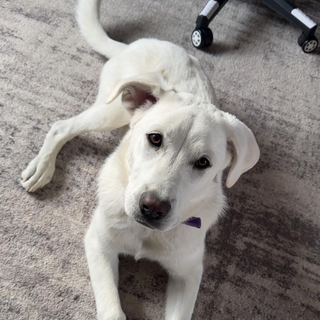 Lucy, Adoptable, Young Female Great Pyrenees & Mixed Breed.