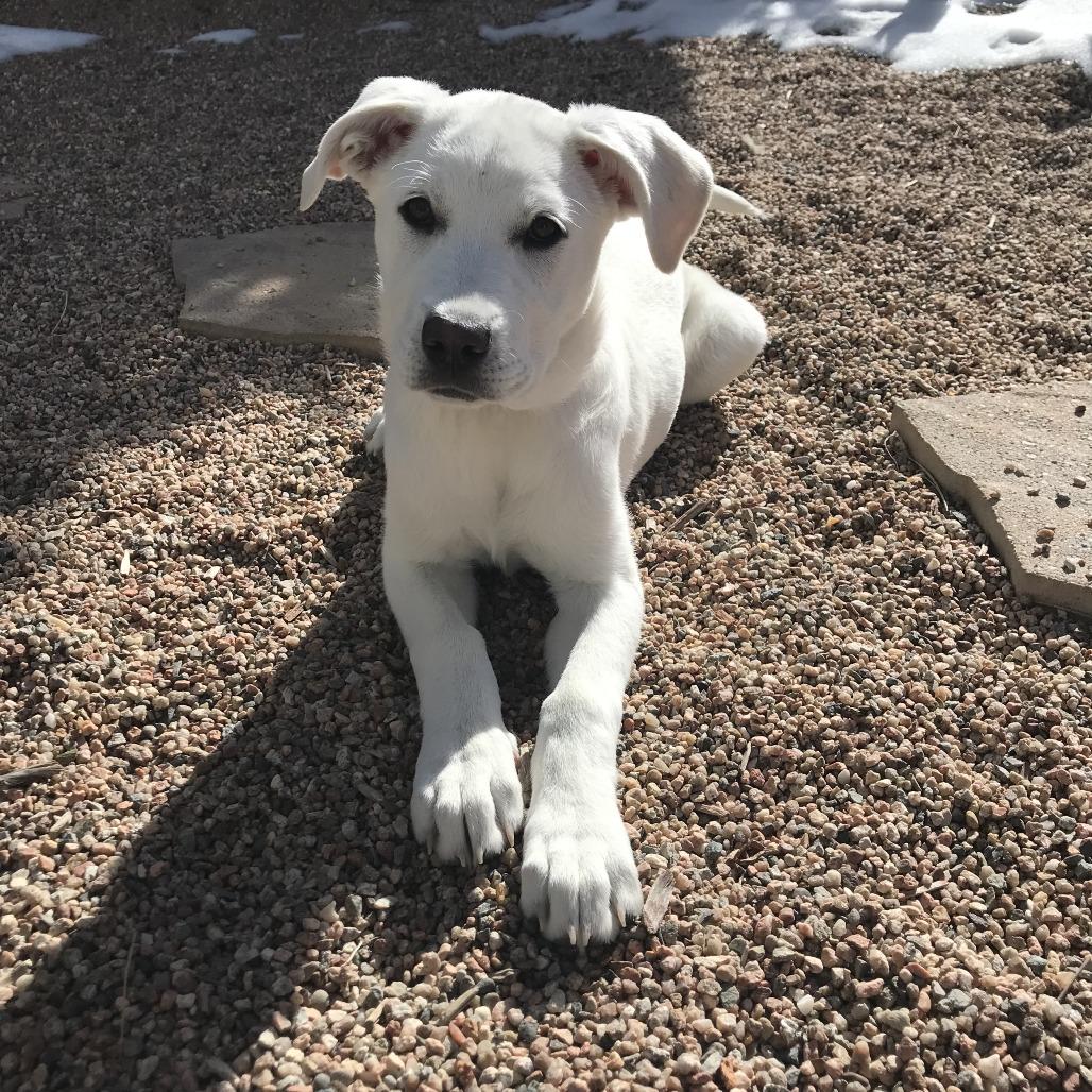 Lucy, a Adoptable mixed breed in Colorado Springs, CO image 3/5