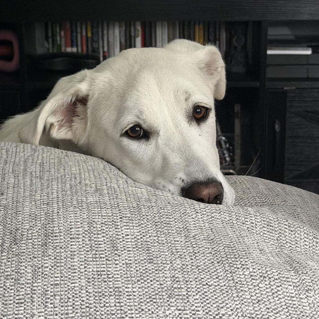 Lucy, a Adoptable mixed breed in Colorado Springs, CO image 2/5