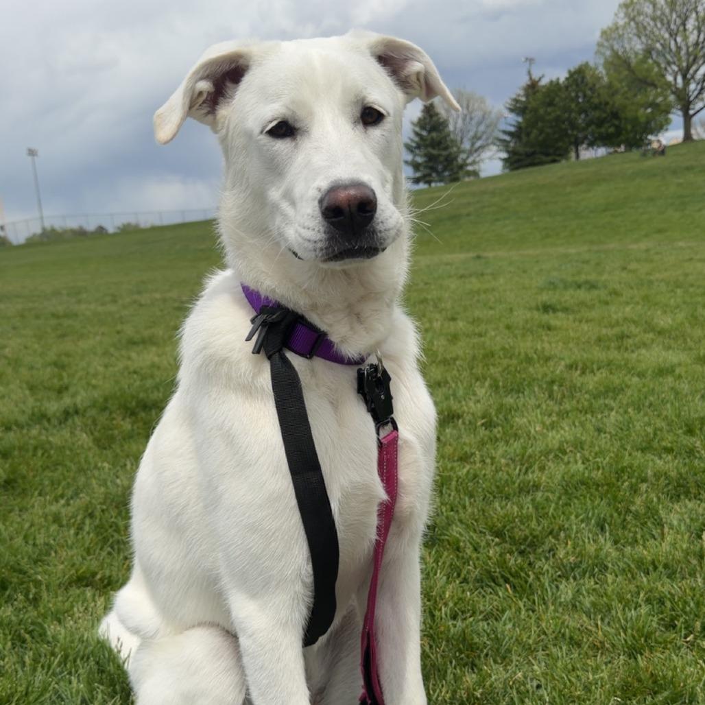 Lucy, a Adoptable mixed breed in Colorado Springs, CO image 3/5