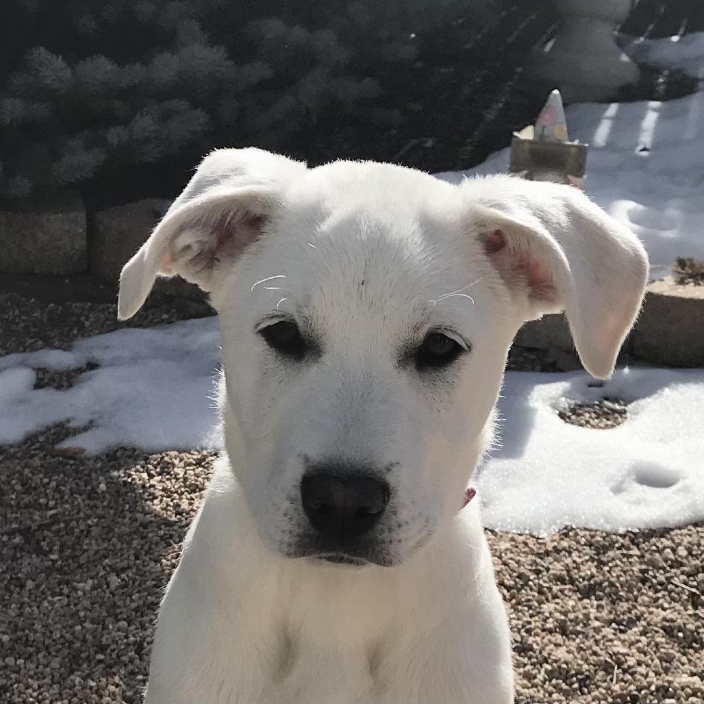 Lucy, a Adoptable mixed breed in Colorado Springs, CO image 5/5