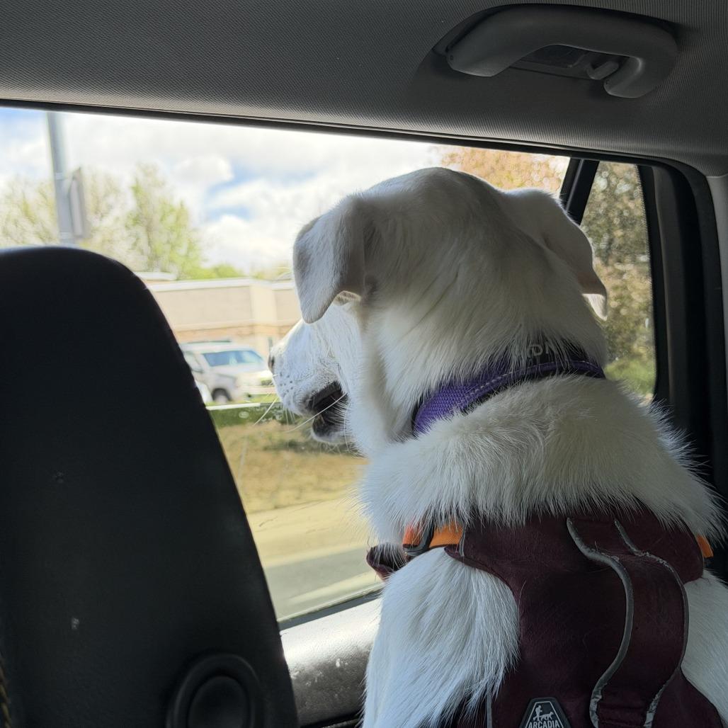 Lucy, a Adoptable mixed breed in Colorado Springs, CO image 5/5