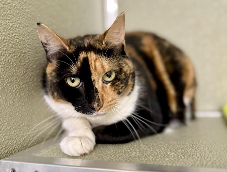 Rue McClanahan, Adoptable, Adult Female Domestic Short Hair.