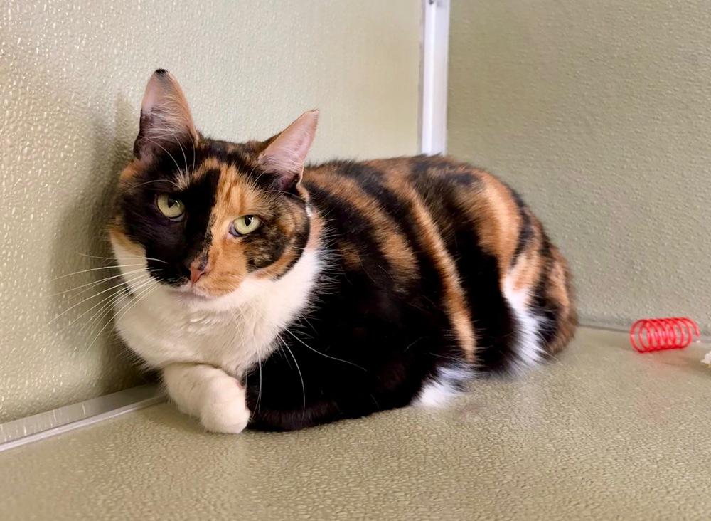 Rue McClanahan, a Adoptable Domestic Short Hair in Milltown, NJ image 2/2