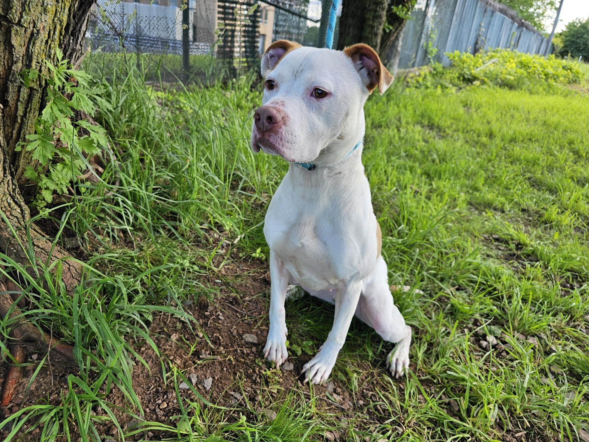 Enlarge Milkshake, a Adoptable Pit Bull Terrier in Jersey city, NJ image 2/3