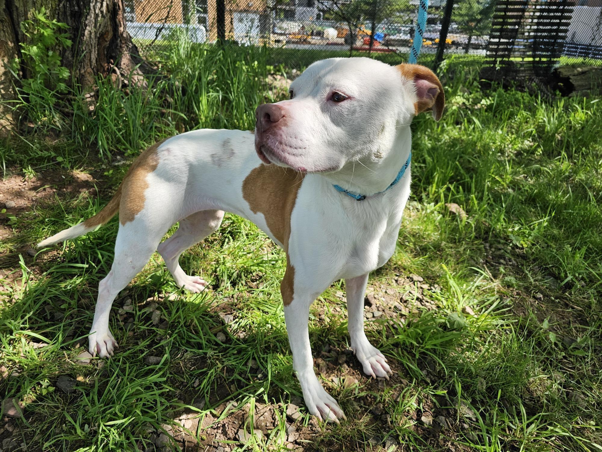 Enlarge Milkshake, a Adoptable Pit Bull Terrier in Jersey city, NJ image 3/3