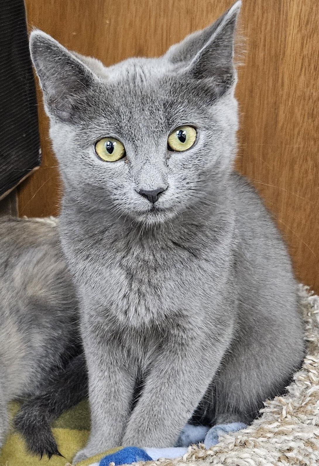 Enlarge Ajak, a ADOPTABLE Domestic Short Hair in Washburn, WI image 1/1