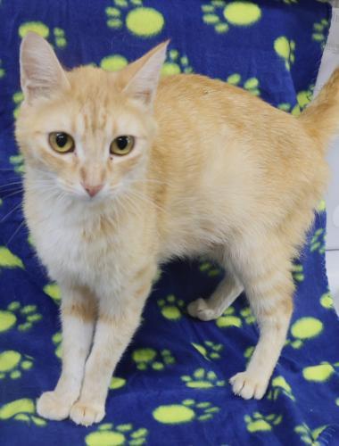 Peach, Adoptable, Adult Female Domestic Short Hair.